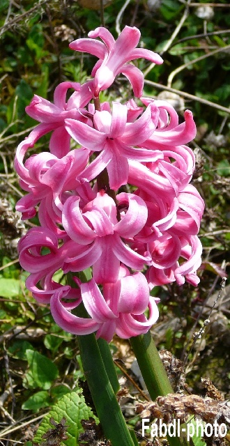 jacinthe rose.jpg